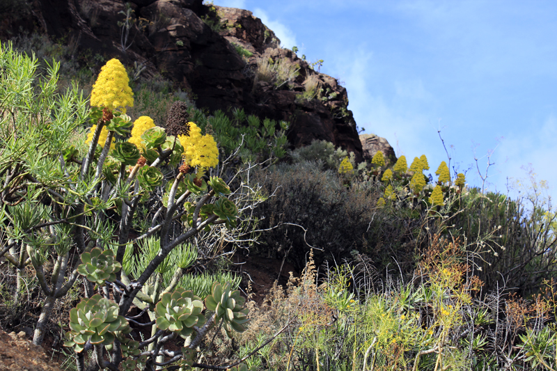 2016-11-07_145614 gran-canaria-2016.jpg - Nebenstra�e bei Ventanieves �ber dem Barranco Grande de Tejeda